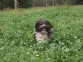Nhled: Roxy