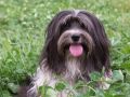 Nhled: Roxy