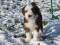 Nhled: Ennie