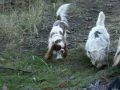 Nhled: Ben a Charlie