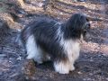 Nhled: Roxy