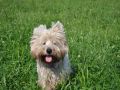 Nhled: Charlie